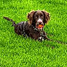 Finn joined the competition — help win amazing prizes! dog, brown_dog, grass, green_grass, pet, animal, outdoor, playful, ball, fetch, lying_down, collar, leash, ears, tongue, nature, summer, happy, canine, park