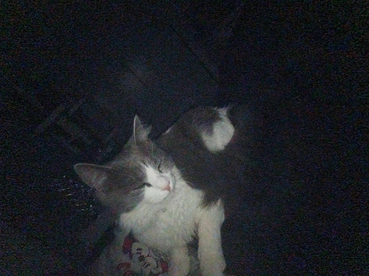 Saphira participe au concours pour gagner de l'argent avec cette photo : cat, sleeping, dark, dim_light, feline, pet, fur, whiskers, animal, cozy, resting, cute, indoor, quiet, calm, mammal, domestic_animal, relaxing, closeup, soft