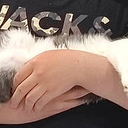 Saphira participe au concours pour gagner de l'argent avec cette photo : cat, gray_and_white, fluffy, person, arms, holding, black_shirt, camouflage_text, indoor, pet, feline, looking_up, comfort, cute, animal, fur, whiskers, relaxed, domestic, closeup