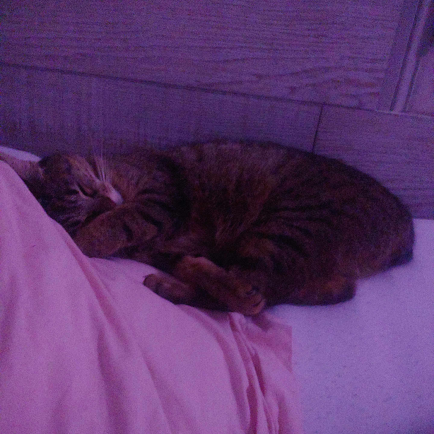 Princesse