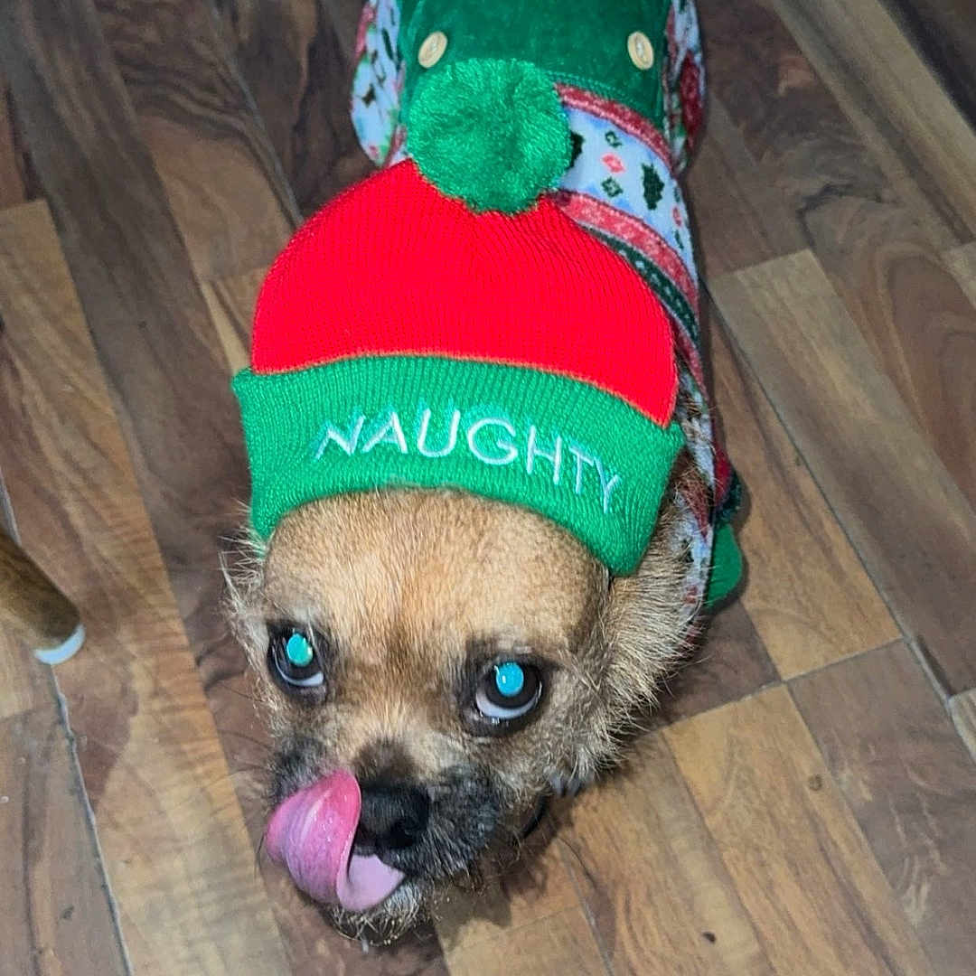 Buddy is registered to the contest to win money with this photo: animal, cute, dog, ears, eyes, festive_hat, fur, green_hat, holiday_clothing, indoor, mischievous, nose, paw, pet, playful, red_hat, small_dog, sweater, tongue_out, wooden_floor