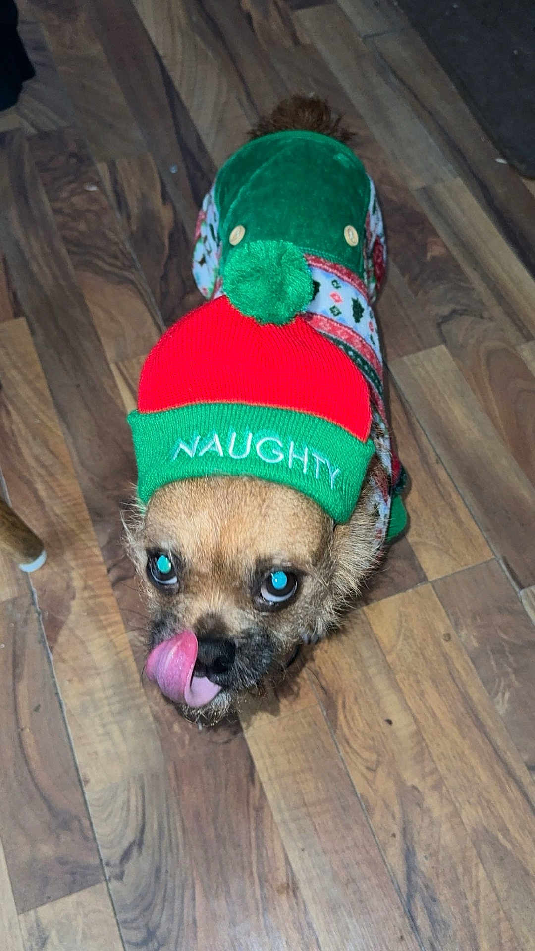 Buddy is registered to the contest to win money with this photo: dog, small_dog, pet, holiday_clothing, festive_hat, red_hat, green_hat, sweater, wooden_floor, tongue_out, cute, playful, mischievous, indoor, animal, fur, ears, eyes, nose, paw