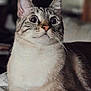 Latte is registered to the contest to win money with this photo: cat, wide_eyes, tabby, fur, whiskers, pet, indoor, bed, blanket, pattern, cute, animal, relaxed, closeup, portrait, feline, domestic_cat, resting, soft_light, curious