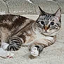 Latte is registered to the contest to win money with this photo: animal, blanket, cat, comfort, cozy, cute, ears, eyes, feline, fur, home, indoor, mammal, paws, pet, relaxed, resting, soft, tabby, whiskers