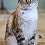 Latte joined the competition — help win amazing prizes! alert, animal, bell, blue_eyes, carpet, cat, close_up, collar, cute, domestic_cat, ears, feline, fur, indoor, pet, portrait, sitting, soft_background, tabby, whiskers