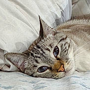Latte is registered to the contest to win money with this photo: cat, close_up, sleepy, bed, pillow, blanket, fur, whiskers, ears, face, resting, domestic_cat, striped, animal, pet, indoor, comfort, relaxation, cute, feline