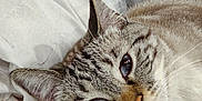 Latte is registered to the contest to win money with this photo: animal, bed, blanket, cat, close_up, comfort, cute, domestic_cat, ears, face, feline, fur, indoor, pet, pillow, relaxation, resting, sleepy, striped, whiskers