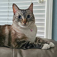 Latte is registered to the contest to win money with this photo: animal, bell, blue_eyes, cat, collar, cute, domestic_animal, feline, fur, indoor, leather, looking, mammal, paws, pet, relaxed, resting, tabby, whiskers, window_blinds