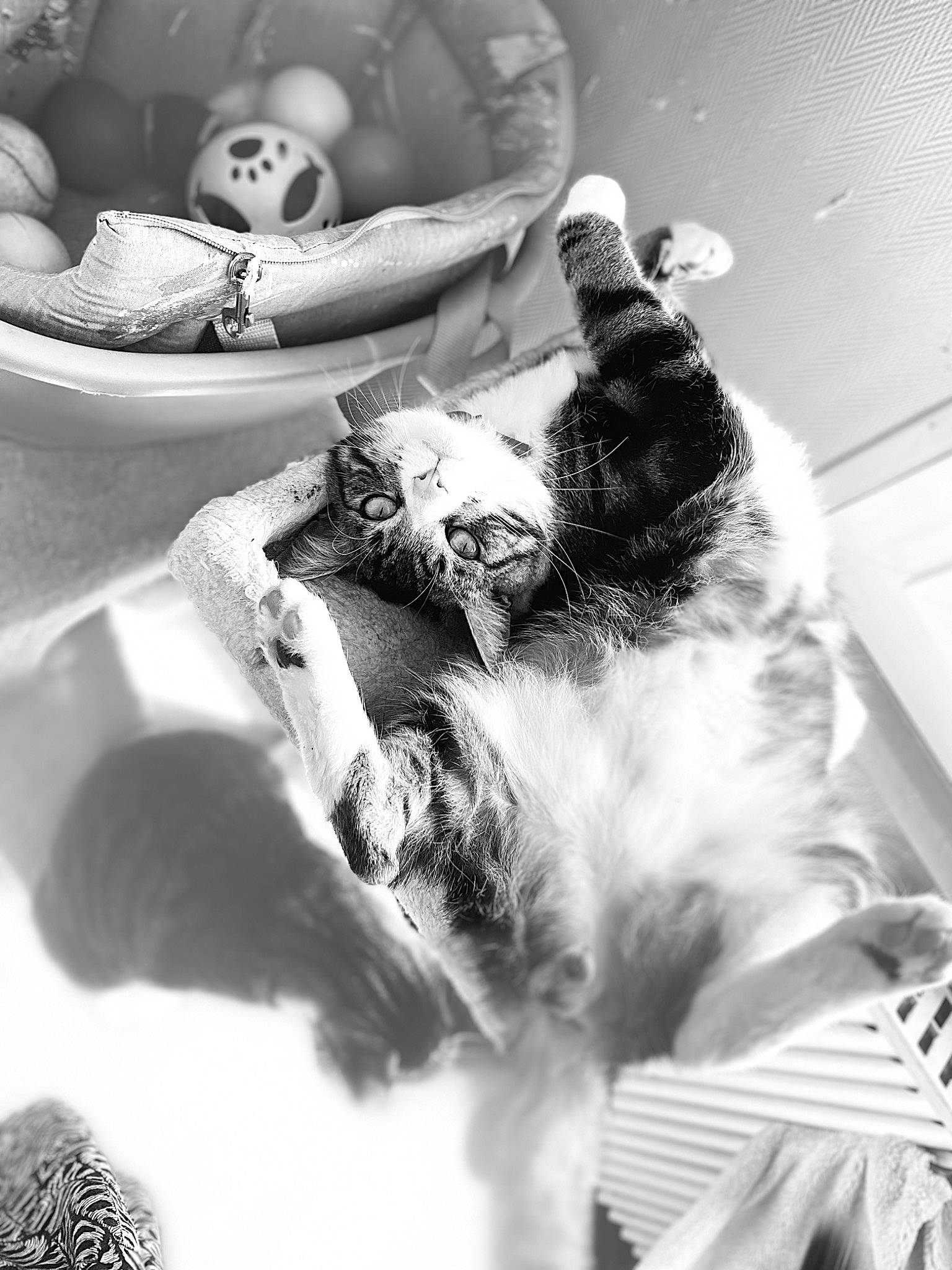 Rocky a rejoint le concours — aidez-le/la à gagner de superbes lots ! black, black_and_white, carnivore, cat, comfort, felidae, fur, grey, mammal, monochrome, monochrome_photography, photograph, small_to_medium_sized_cats, snapshot, stock_photography, style, tail, toy, whiskers, white