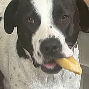 Daisy joined the competition — help win amazing prizes! dog, black_and_white, pet, animal, fry, food, mouth, indoor, close_up, canine, face, ears, tongue, fur, collar, domestic_animal, looking, cute, snack, expression