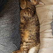 Jinx joined the competition — help win amazing prizes! cat, collar, cozy, cushion, fur, gray_pants, home, indoor, paws, person, pet, purple, relaxed, resting, sleepy, sock, tabby_cat, tail, whiskers, wooden_floor