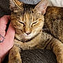 Jinx is registered to the contest to win money with this photo: animal, blanket, cat, closeup, comfort, cozy, cute, domestic_cat, fur, fur_pattern, hand, indoor, paw, pet, relaxed, resting, sleepy, tabby, tattoo, whiskers