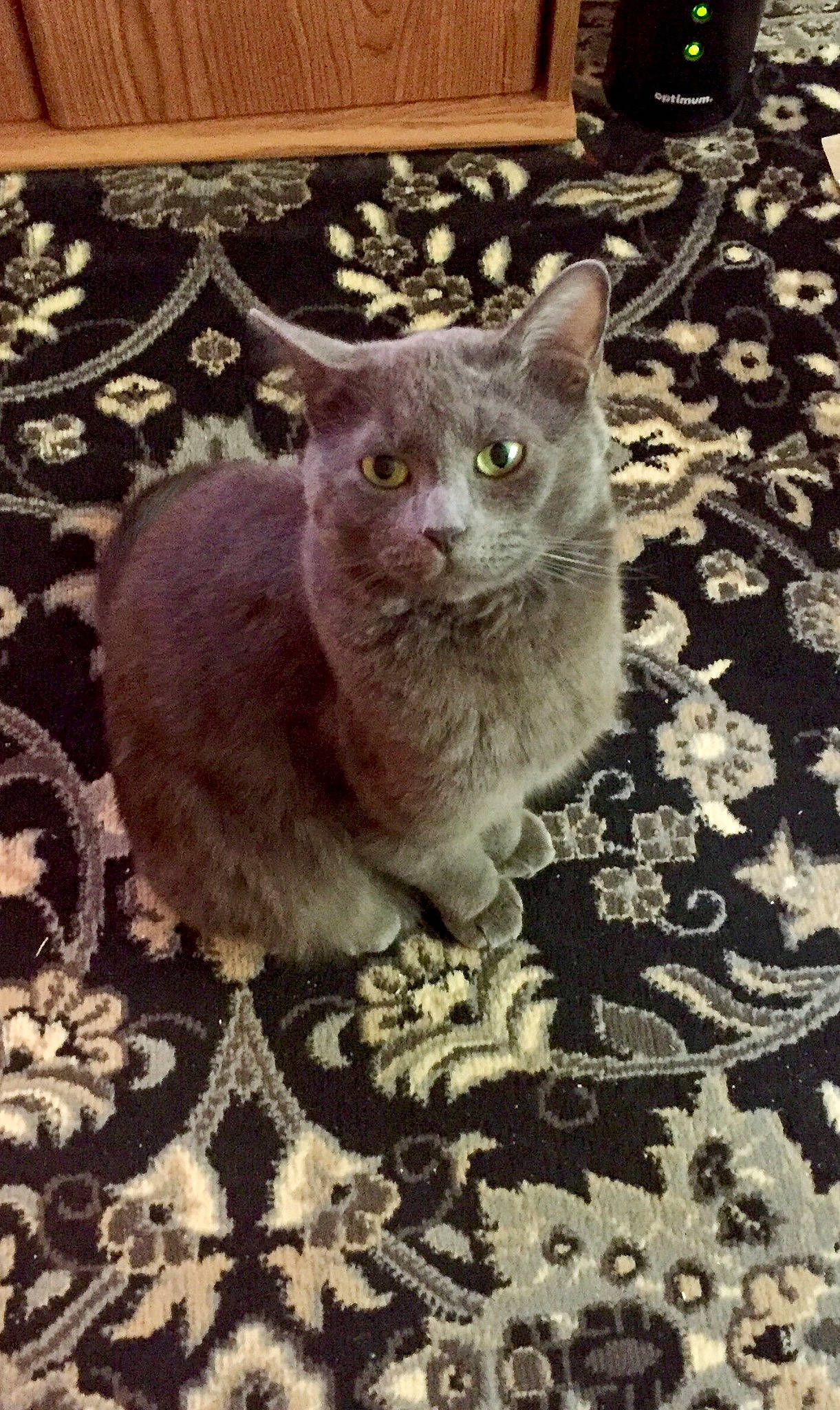 Harley joined the competition — help win amazing prizes! asian, british_semi_longhair, british_shorthair, burmese, carnivore, cat, chartreux, domestic_short_haired_cat, european_shorthair, felidae, german_rex, kitten, korat, mammal, nebelung, russian_blue, small_to_medium_sized_cats, snout, vertebrate, whiskers