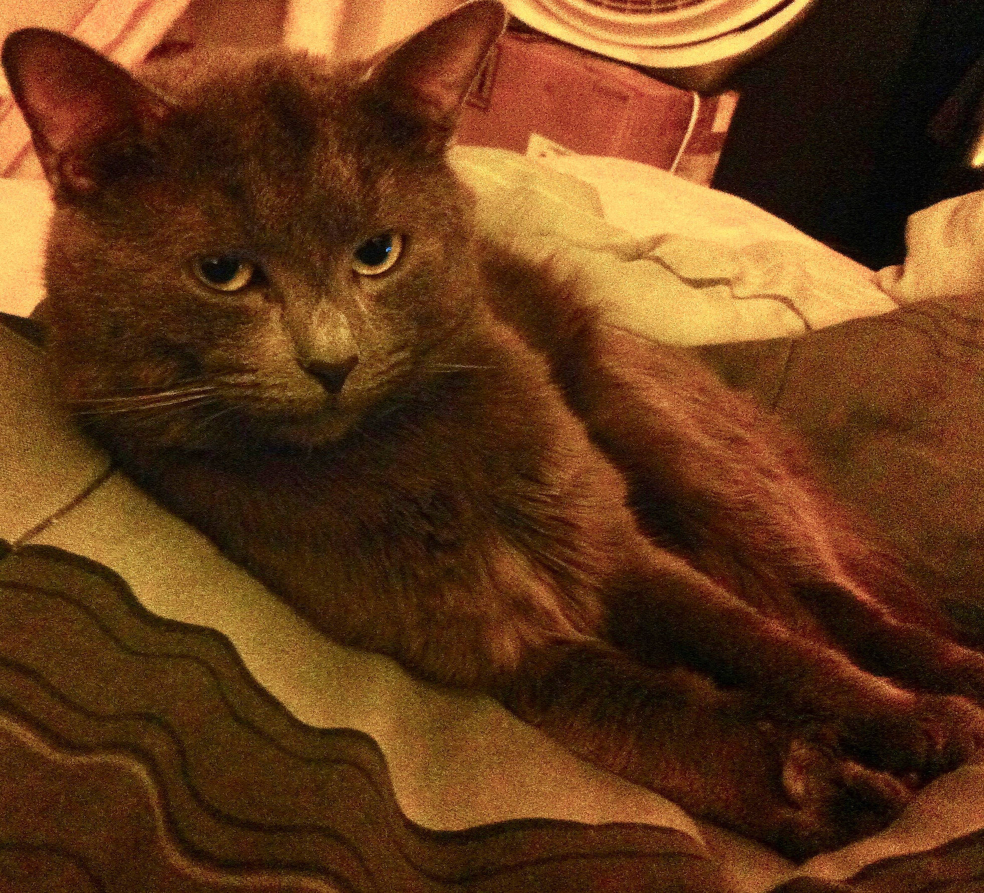 Harley is registered to the contest to win money with this photo: asian, black_cat, british_shorthair, burmese, carnivore, cat, chartreux, domestic_short_haired_cat, felidae, kitten, korat, mammal, nebelung, russian_blue, small_to_medium_sized_cats, whiskers