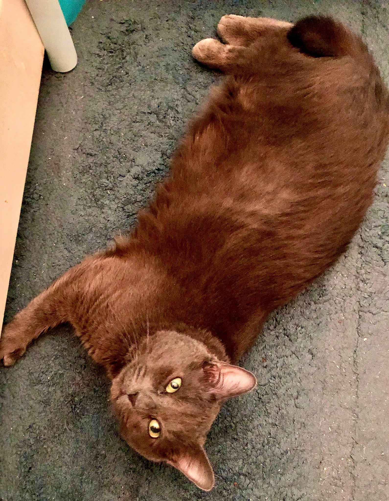 Harley is registered to the contest to win money with this photo: burmese, carnivore, cat, ear, eye, felidae, floor, flooring, fur, kitten, leg, liver, skin, small_to_medium_sized_cats, whiskers, wood