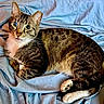 cat, tabby, feline, pet, animal, resting, blue_sheet, whiskers, paw, ears, eyes, fur, cute, domestic_cat, indoor, relaxed, tongue_out, striped, lying_down, cozy