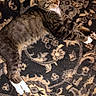 animal, carpet, cat, cozy, cute, domestic_cat, ears, feline, indoor, lying_down, nap, patterned_rug, pet, relaxed, resting, sleeping, striped, tabby, whiskers, white_paws