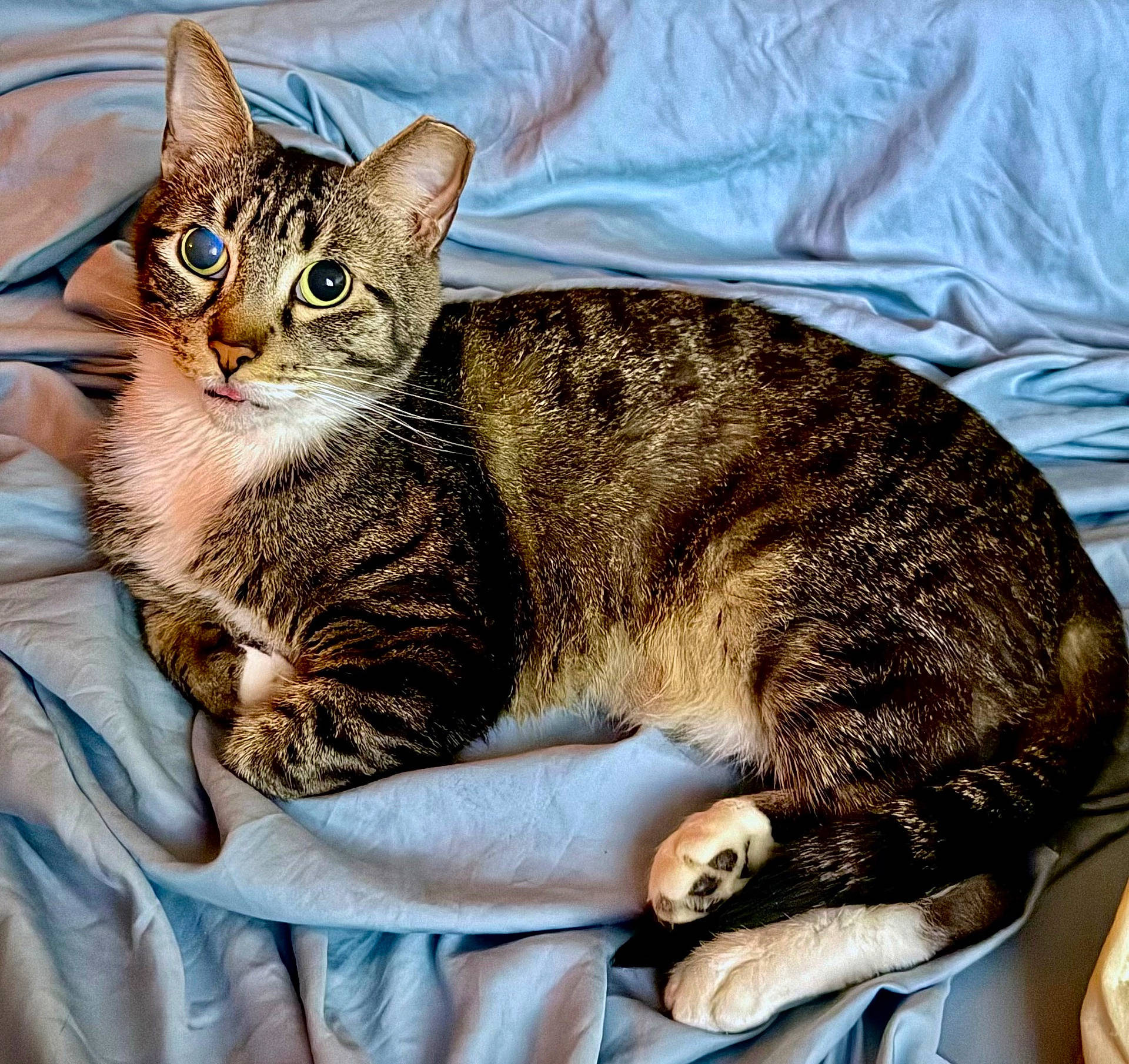animal, blue_sheet, cat, closeup, curious, cute, domestic_cat, ears, feline, fur, indoor, lying_down, paws, pet, relaxed, resting, striped, tabby, tongue_out, whiskers