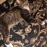 Socks is registered to the contest to win money with this photo: animal, cat, cozy, cute, domestic_cat, feline, floor, fur, indoor, lying_down, mammal, patterned_rug, paws, pet, relaxed, resting, sleeping, striped, tabby, whiskers