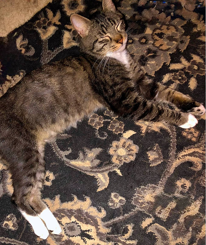 animal, carpet, cat, cozy, cute, domestic_cat, feline, fur, indoor, laying_down, mammal, patterned_rug, pet, relaxed, resting, sleeping, striped, tabby, whiskers, white_paws