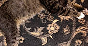 Socks joined the competition — help win amazing prizes! animal, carpet, cat, closeup, cozy, cute, domestic, feline, fur, indoor, laying_down, mammal, pattern, pet, relaxing, resting, sleeping, tabby, whiskers, white_paws
