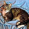 animal, bed, blanket, blue, cat, closeup, cute, ears, feline, fur, indoor, looking, lying_down, paws, pet, relaxed, striped, tabby, tongue_out, whiskers
