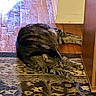 Xena joined the competition — help win amazing prizes! cat, felidae