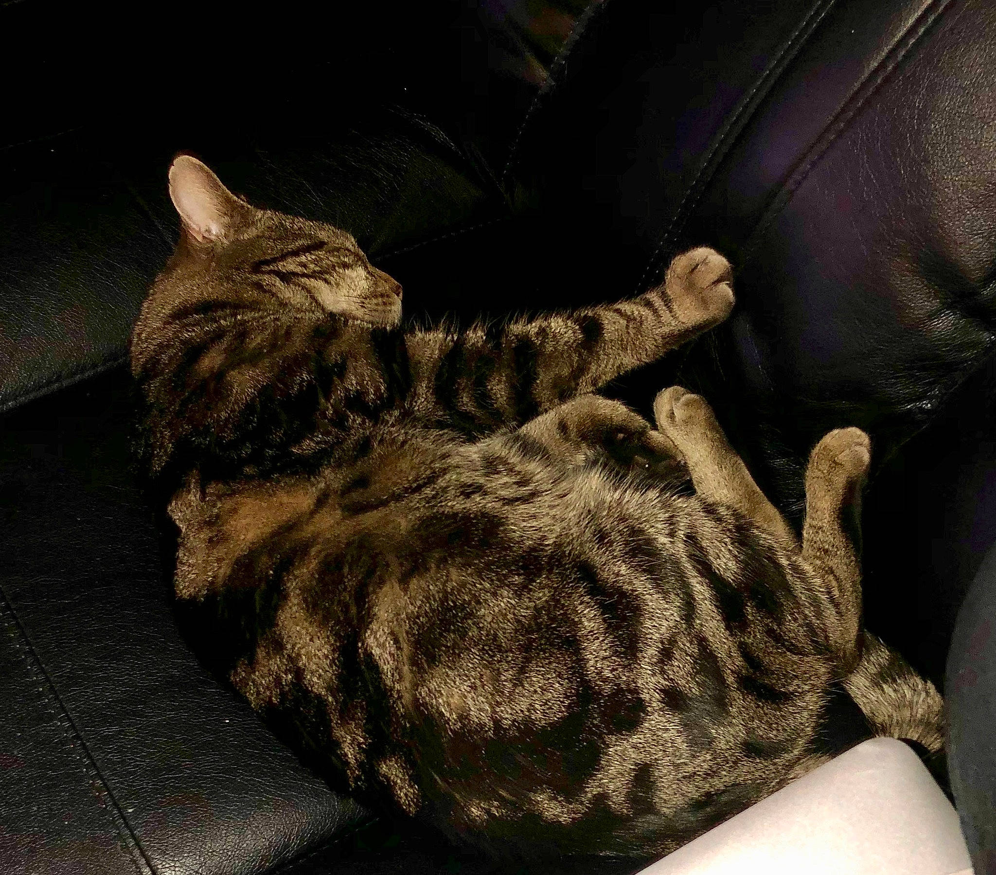 Xena