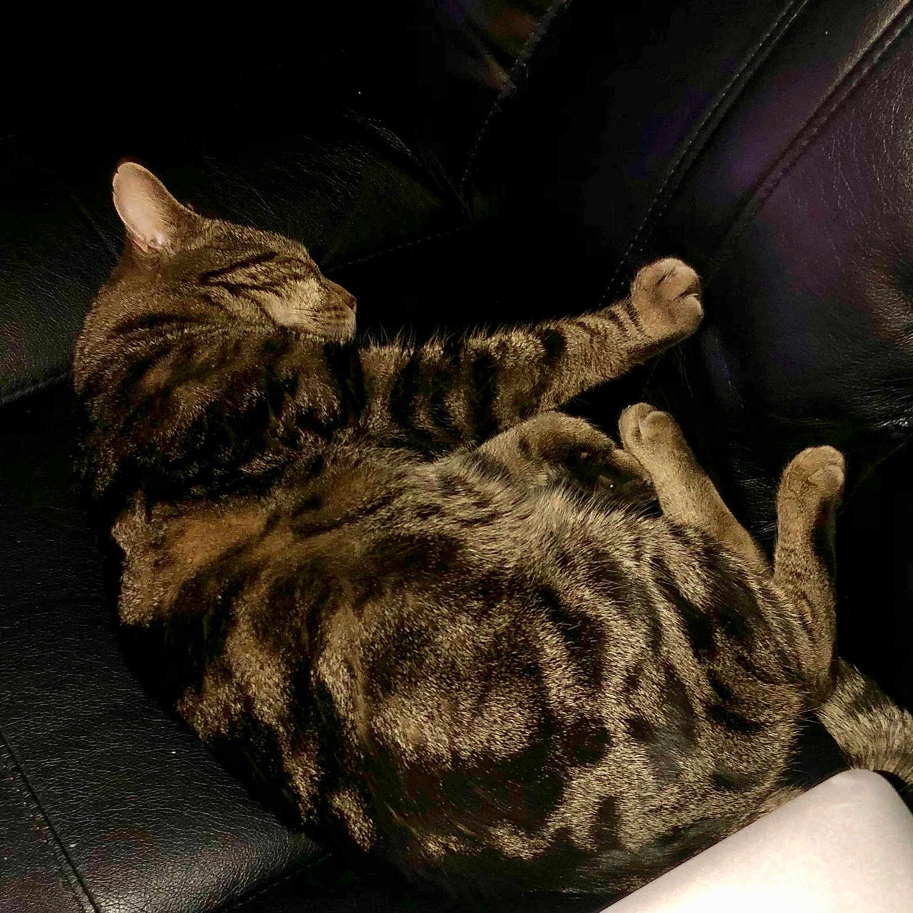 Xena