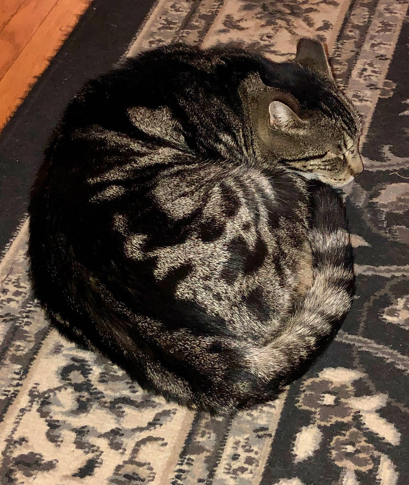 Xena is registered to the contest to win money with this photo: asian, black_and_white, black_cat, carnivore, cat, domestic_short_haired_cat, european_shorthair, eye, felidae, fur, owl, shadow, small_to_medium_sized_cats, tabby_cat, tail, whiskers