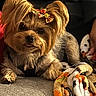 adorable, animal, blanket, bow, companion, couch, cute, dog, domestic_animal, face, fur, fur_texture, household, indoor, paw, pet, relaxed, resting, small_dog, yorkshire_terrier