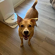 Thor Fassett joined the competition — help win amazing prizes! dog, pet, brown_dog, short_hair, standing, smiling, open_mouth, looking_at_camera, upright_ears, tail, indoors, wood_floor, home, room, sunlight, window, pet_appliance, portrait, candid, animal