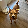 dog, pet, brown_dog, short_hair, standing, smiling, open_mouth, looking_at_camera, upright_ears, tail, indoors, wood_floor, home, room, sunlight, window, pet_appliance, portrait, candid, animal