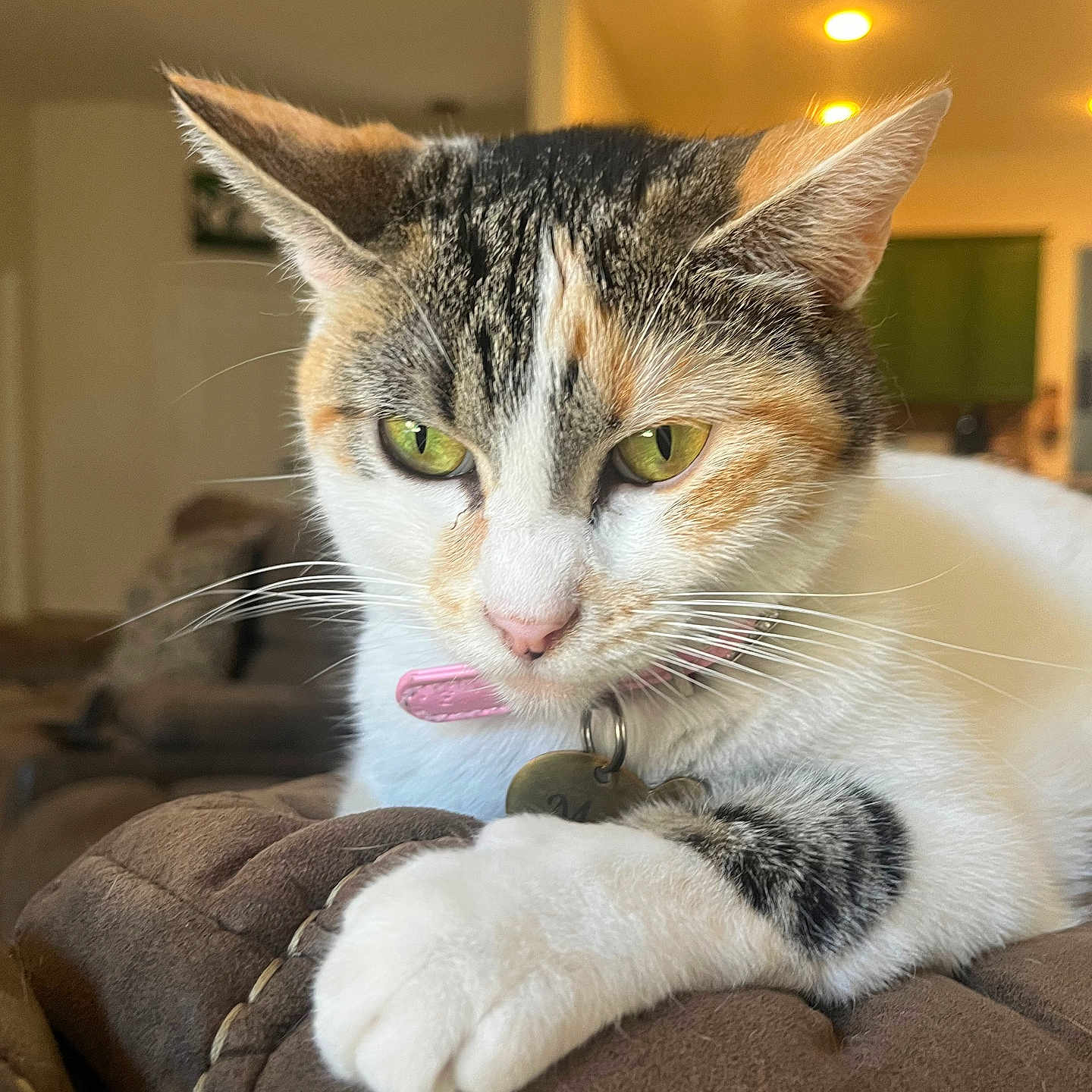 Mía is registered to the contest to win money with this photo: cat, calico_cat, pet, animal, feline, close_up, portrait, green_eyes, pink_tongue, whiskers, ears, fur, white_fur, orange_fur, gray_fur, collar, tag, paw, armchair, indoor