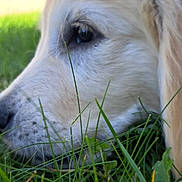 April participe au concours pour gagner de l'argent avec cette photo : dog, grass, close_up, animal, pet, outdoor, fur, nature, side_view, muzzle, snout, eye, canine, greenery, young, domestic_animal, soft_light, resting, portrait, calm