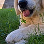 April participe au concours pour gagner de l'argent avec cette photo : dog, puppy, golden_retriever, grass, outdoor, playful, tongue_out, close_up, young_animal, fur, nature, pet, animal, cute, greenery, relaxed, sunny, summer, paw, leaf