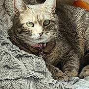 Lola is registered to the contest to win money with this photo: cat, tabby_cat, pet, feline, green_eyes, collar, id_tag, fur, whiskers, paws, blanket, plush, cozy, indoor, portrait, close_up, relaxed, sitting, cute, bed