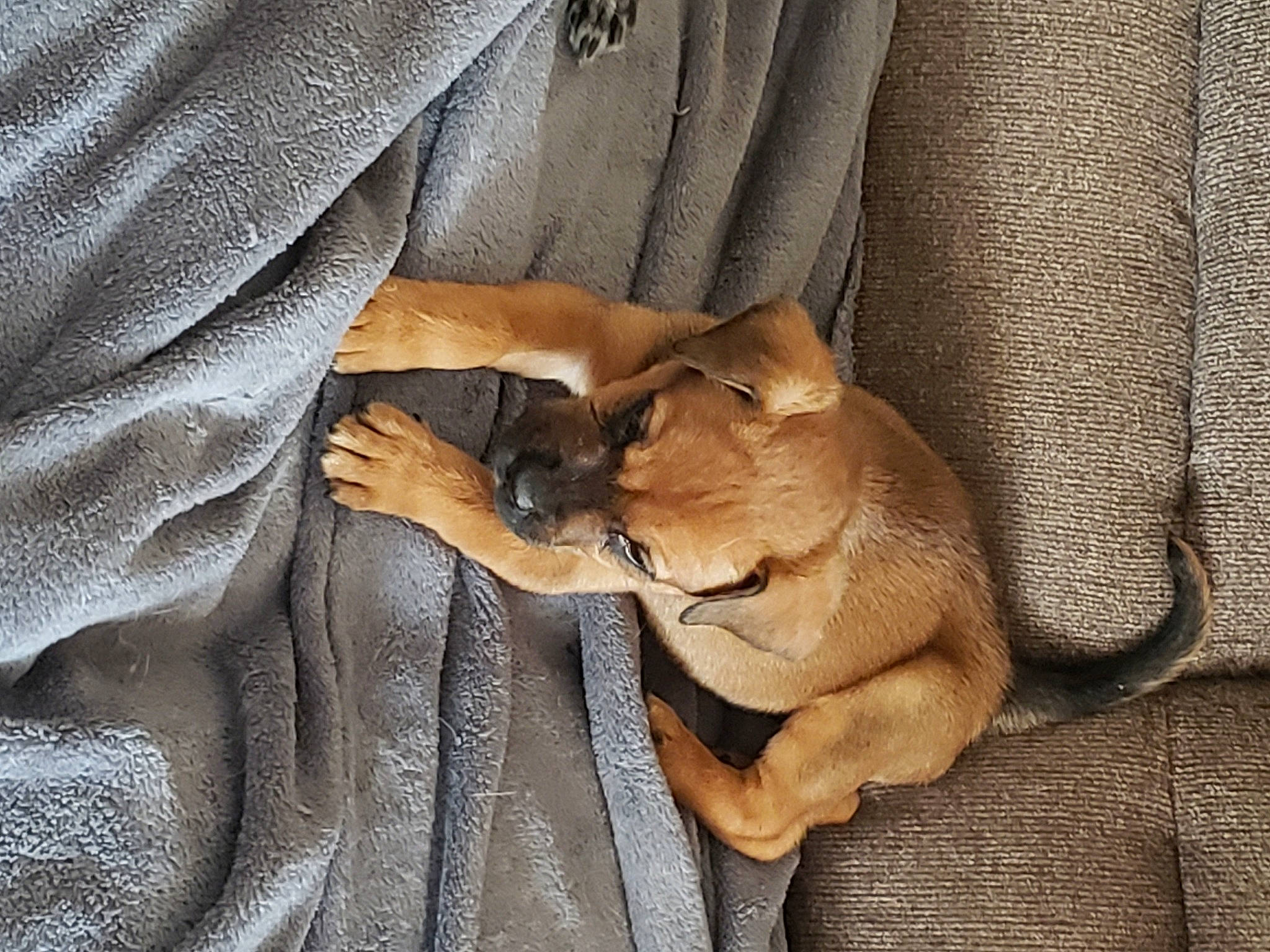 Thor joined the competition — help win amazing prizes! big_cats, carnivore, comfort, companion_dog, curtain, dog_breed, fawn, felidae, fur, hand, human_leg, paw, small_to_medium_sized_cats, snout, sporting_group, tail, terrestrial_animal, whiskers, wildlife, wood