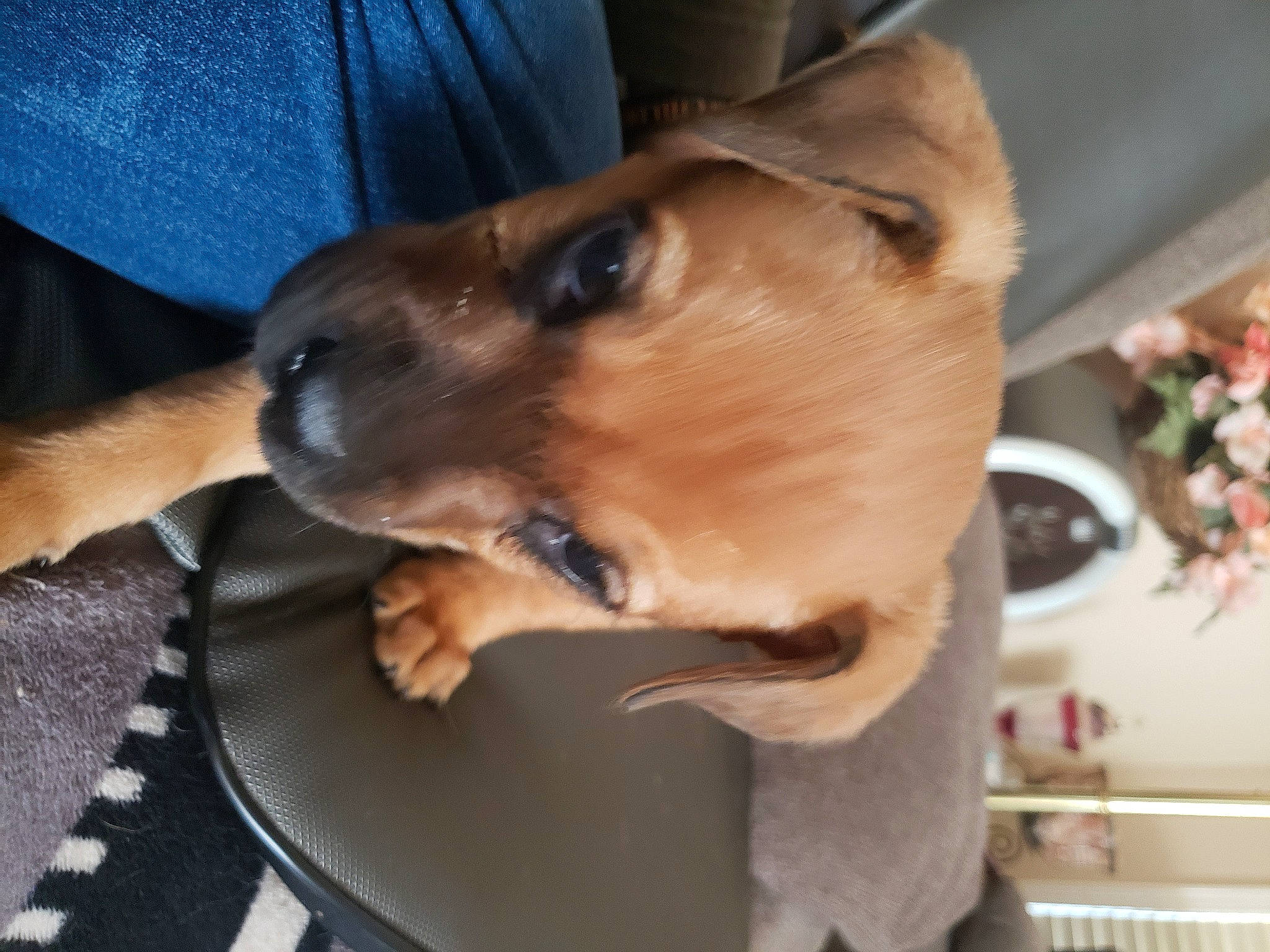 Thor joined the competition — help win amazing prizes! carnivore, collar, comfort, companion_dog, dog, dog_breed, dog_collar, dog_supply, ear, fawn, flowerpot, fur, houseplant, non_sporting_group, paw, pet_supply, sporting_group, vehicle, whiskers, working_animal