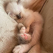 Anastasia a rejoint le concours — aidez-le/la à gagner de superbes lots ! kitten, sleeping, cozy, blanket, fur, pink_paws, cute, pet, animal, resting, soft, feline, snuggled, domestic_cat, young, relaxed, whiskers, indoor, cuddly, peaceful