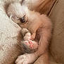 kitten, sleeping, cozy, blanket, fur, pink_paws, cute, pet, animal, resting, soft, feline, snuggled, domestic_cat, young, relaxed, whiskers, indoor, cuddly, peaceful