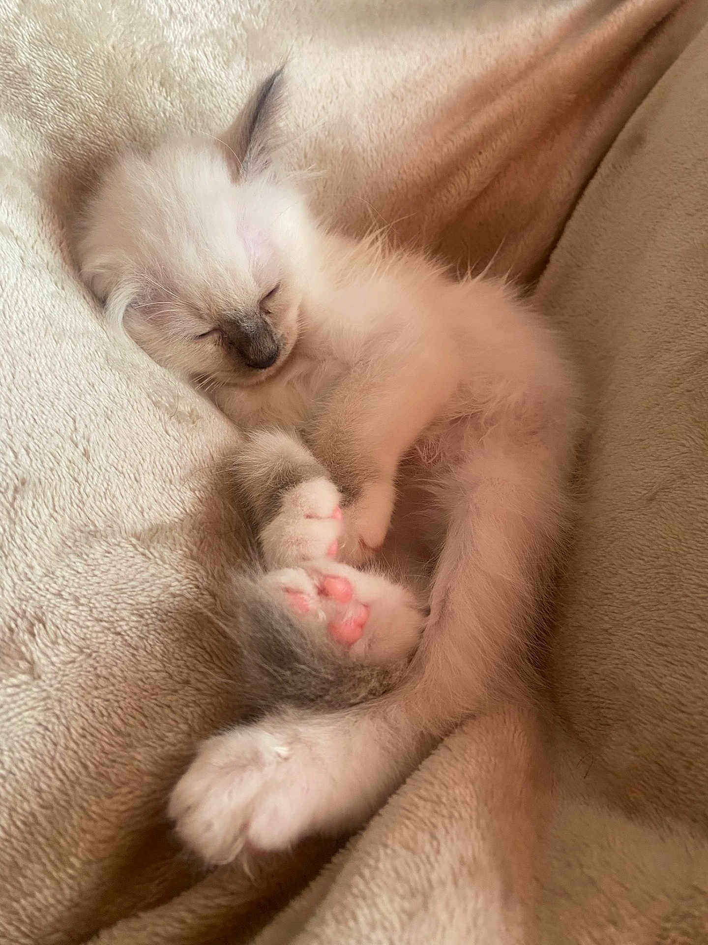 Anastasia a rejoint le concours — aidez-le/la à gagner de superbes lots ! kitten, sleeping, cozy, blanket, fur, pink_paws, cute, pet, animal, resting, soft, feline, snuggled, domestic_cat, young, relaxed, whiskers, indoor, cuddly, peaceful