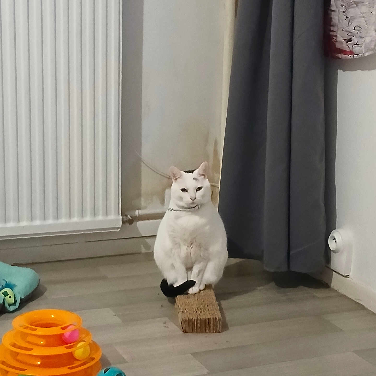 Raya participe au concours pour gagner de l'argent avec cette photo : animal, architecture, brush, building, cat, curtain, device, furniture, hardwood, indoors, interiordesign, kitten, livingroom, manx, pet, plant, pottedplant, room, toy, wood