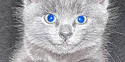 Luna is registered to the contest to win money with this photo: animal, cat, closeup, cute, eyes, face, feline, fluffy, fur, gray, indoors, kitten, muzzle, nose, paws, pet, portrait, small, whiskers, young
