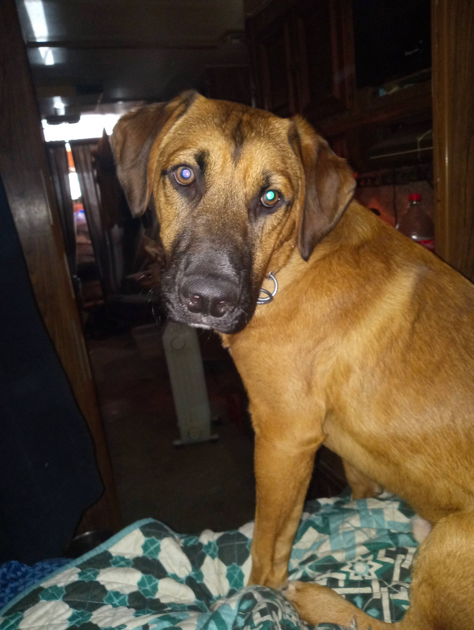 Paint joined the competition — help win amazing prizes! canidae, carnivore, companion_dog, dog, dog_breed, fawn, guard_dog, liver, non_sporting_group, pet_supply, snout, sporting_group, terrestrial_animal, whiskers, working_animal, working_dog