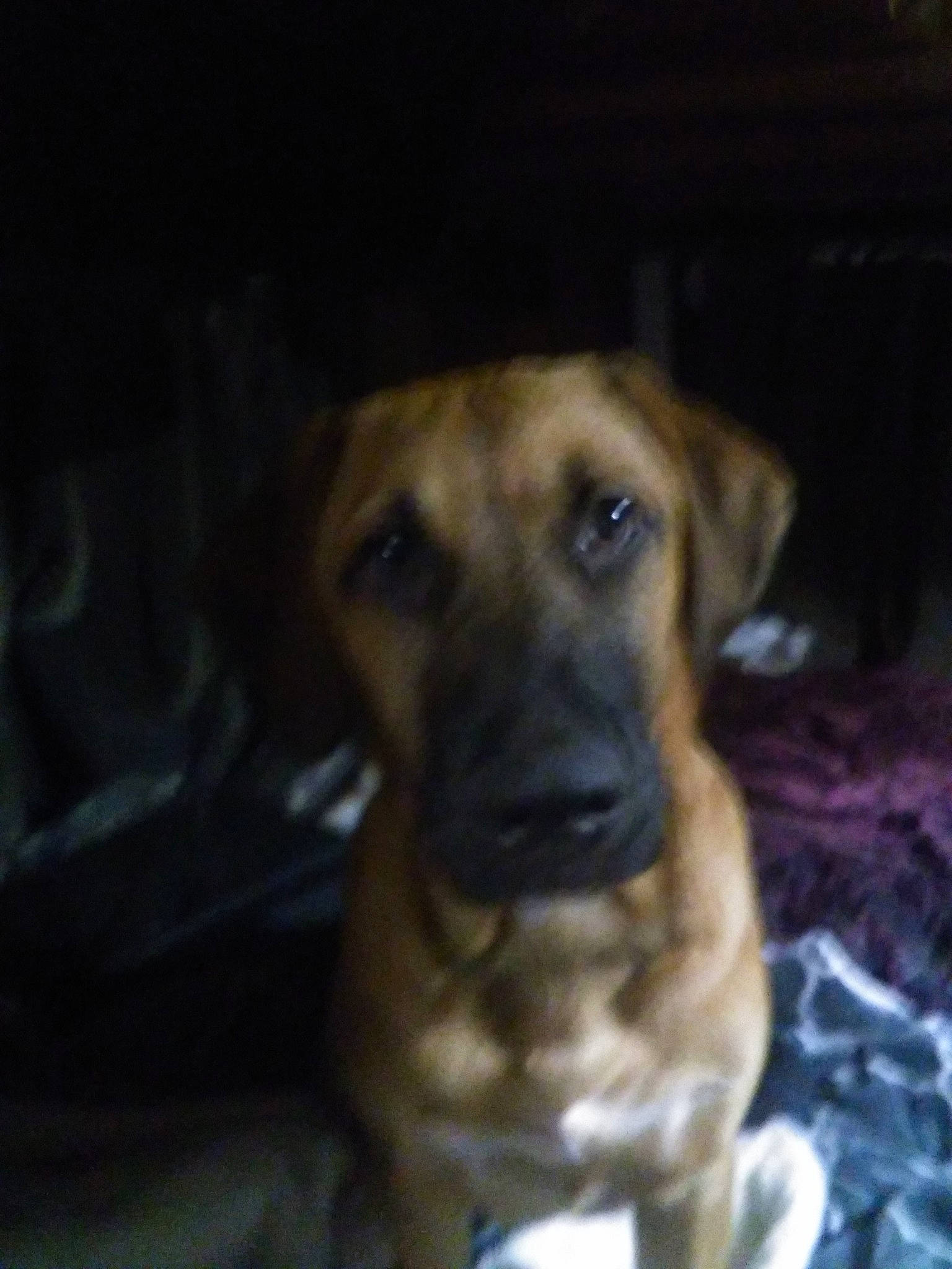 Paint is registered to the contest to win money with this photo: canidae, carnivore, companion_dog, darkness, dog, dog_breed, fawn, guard_dog, liver, pet_supply, sporting_group, whiskers, working_animal, working_dog