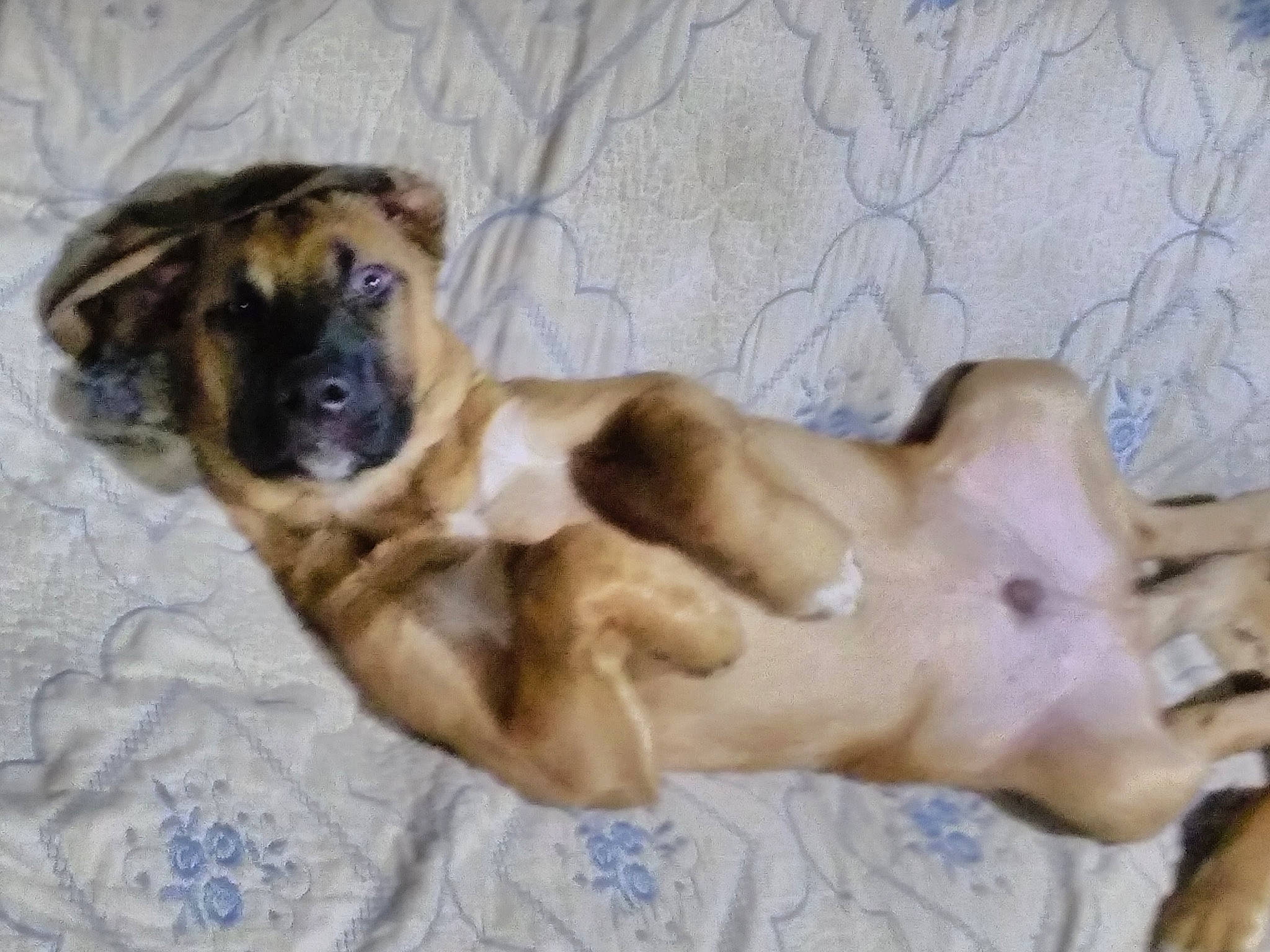 Paint joined the competition — help win amazing prizes! art, canidae, carnivore, comfort, companion_dog, dog, dog_breed, dog_supply, fawn, fur, guard_dog, liver, paw, snout, sporting_group, terrestrial_animal, working_animal, working_dog