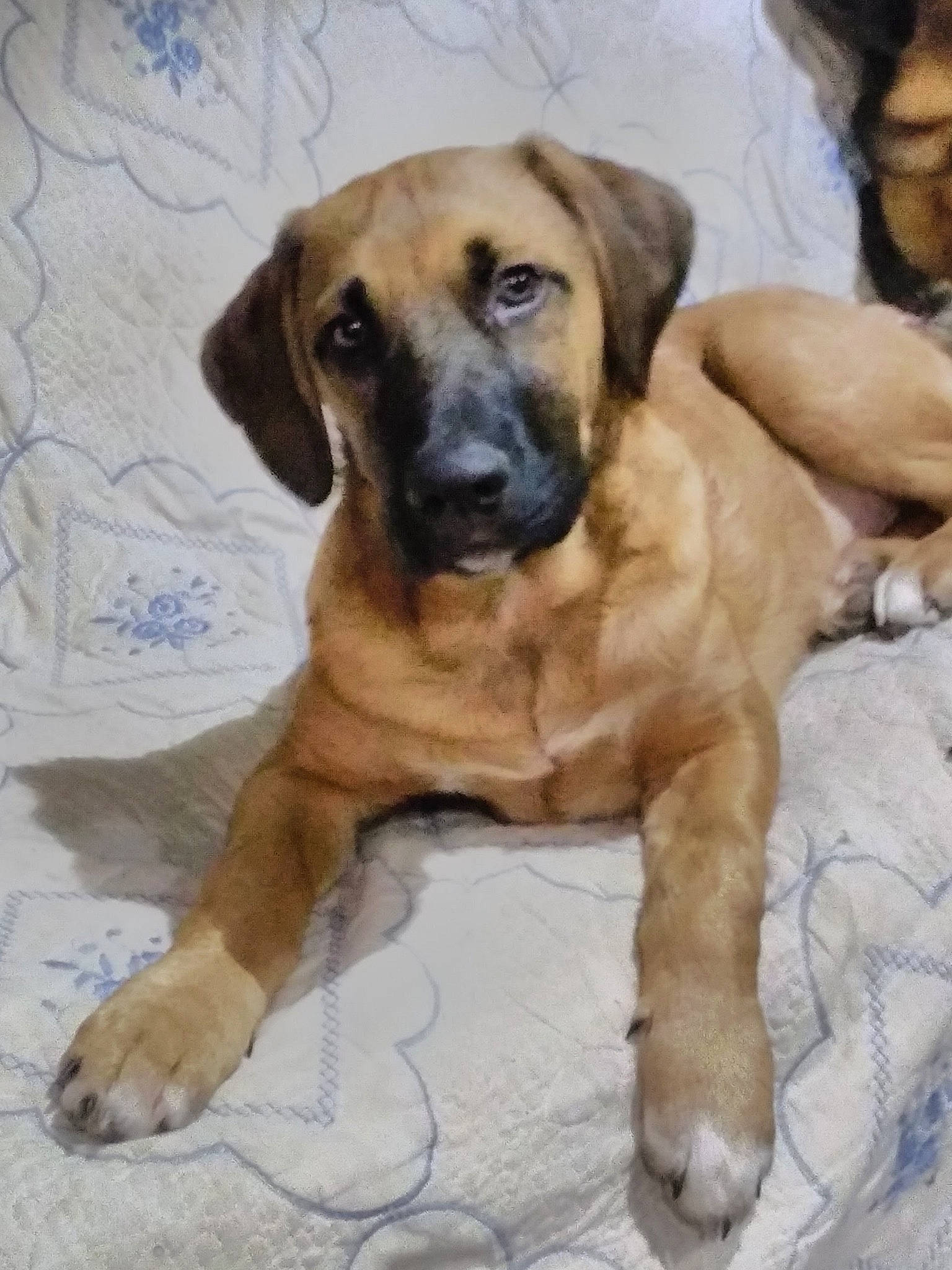 Paint is registered to the contest to win money with this photo: ancient_dog_breeds, canidae, carnivore, companion_dog, dog, dog_breed, fawn, fur, guard_dog, molosser, paw, snout, sporting_group, terrestrial_animal, whiskers, working_animal, working_dog