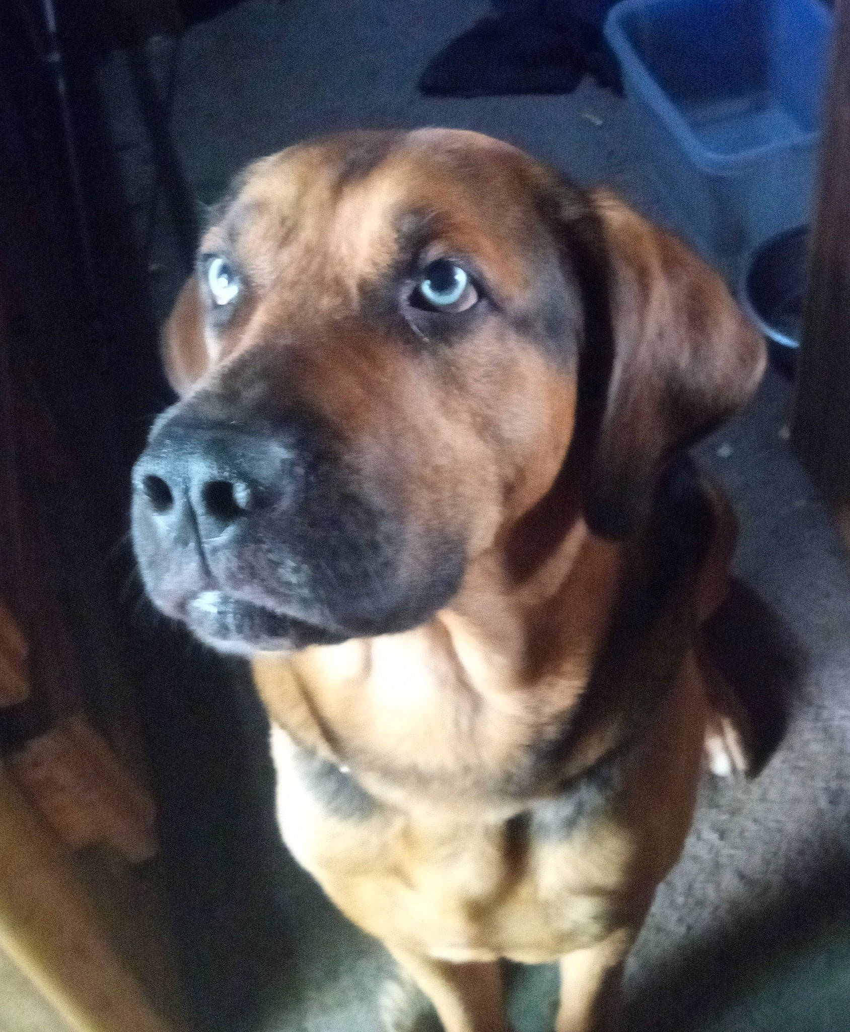 Loki joined the competition — help win amazing prizes! canidae, carnivore, collar, companion_dog, dog, dog_breed, dog_collar, fawn, fur, guard_dog, metal, pet_supply, snout, whiskers, working_animal, working_dog