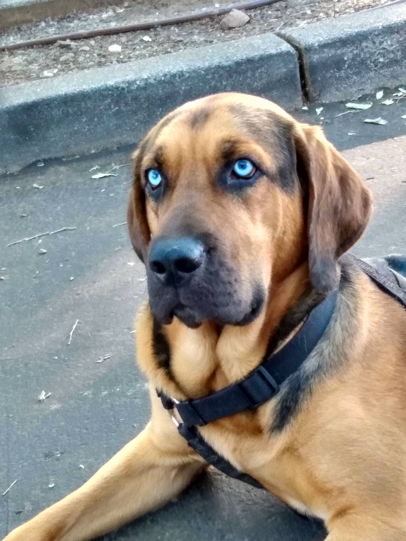 Loki joined the competition — help win amazing prizes! canidae, carnivore, collar, companion_dog, dog, dog_breed, dog_collar, fawn, fur, guard_dog, hound, hunting_dog, pet_supply, snout, sporting_group, whiskers, working_animal, working_dog